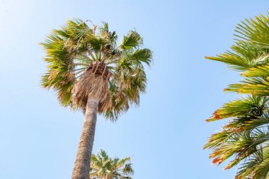 Doğada palmiye ağacının kapatılması