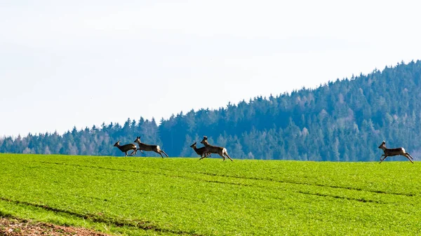 Corzo ciervos manada en el campo — Foto de Stock