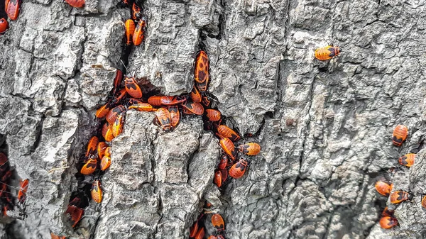 Firebugs na árvore — Fotografia de Stock