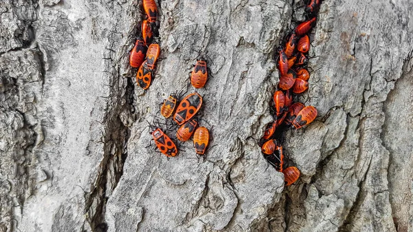 Firebugs op boom — Stockfoto