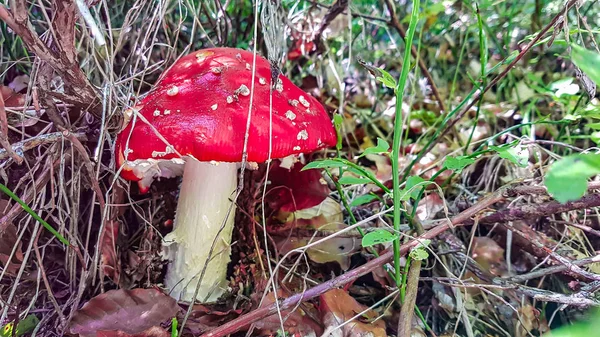 Fechar de cogumelos — Fotografia de Stock