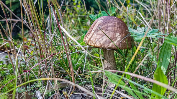 Fechar de cogumelos — Fotografia de Stock