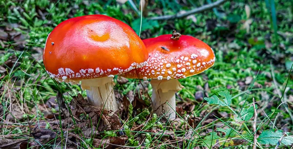 Primo piano dei funghi — Foto Stock
