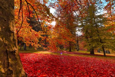 Güneş ışınlarıyla sonbahar doğası