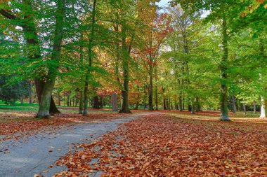 Sonbahar orman doğası.