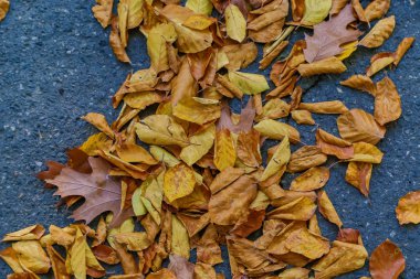 yere düşen yapraklar