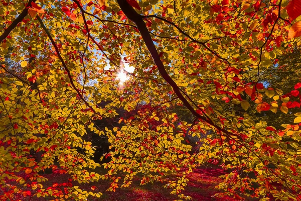 Autumn nature background — Stock Photo, Image