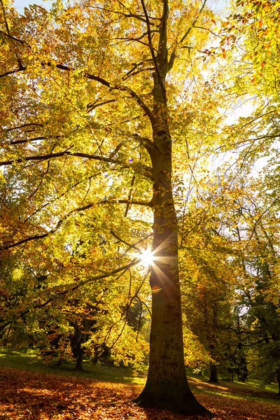 Natureza de outono com raios de sol — Fotografia de Stock