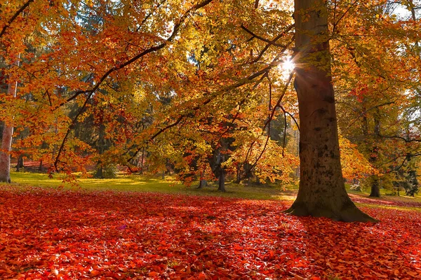Natureza de outono com raios de sol — Fotografia de Stock