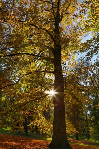 太陽の光で秋の自然 — ストック写真