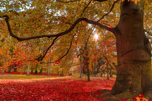 Natura autunnale con raggi di sole — Foto Stock