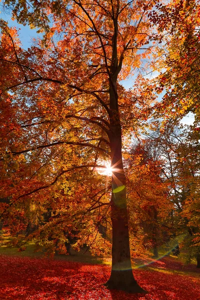 Automne nature avec les rayons du soleil — Photo