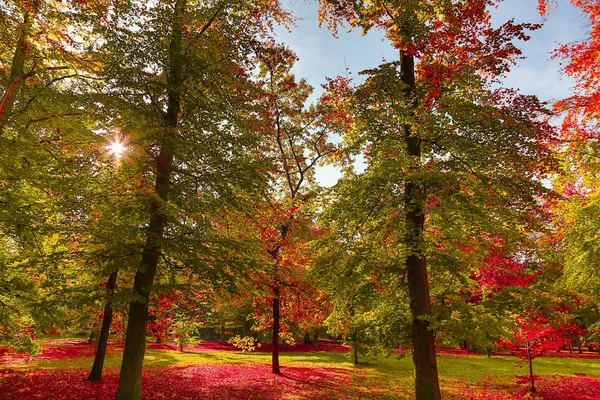 Automne nature avec les rayons du soleil — Photo