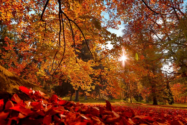 Natureza de outono com raios de sol — Fotografia de Stock