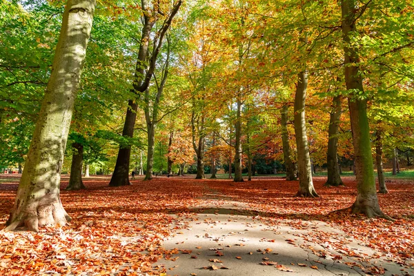 秋の森の自然 — ストック写真