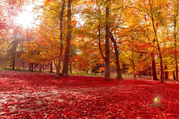 Natureza da floresta de outono — Fotografia de Stock