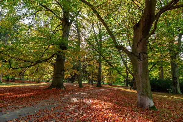 Forêt d'automne nature — Photo