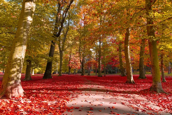 Autunno foresta natura — Foto Stock