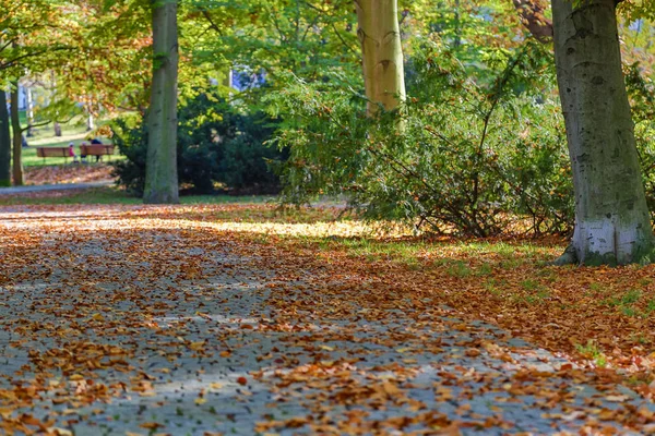 Herbstwälder Natur — Stockfoto