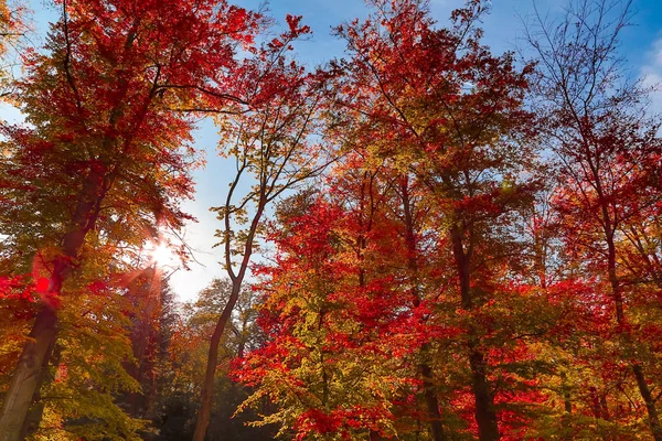 Vue sur la cime des arbres d'automne dans le paysage forestier — Photo