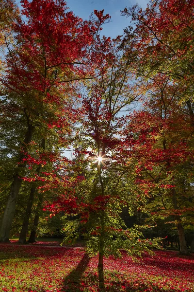 Orman manzarasında sonbahar ağacı manzarası — Stok fotoğraf