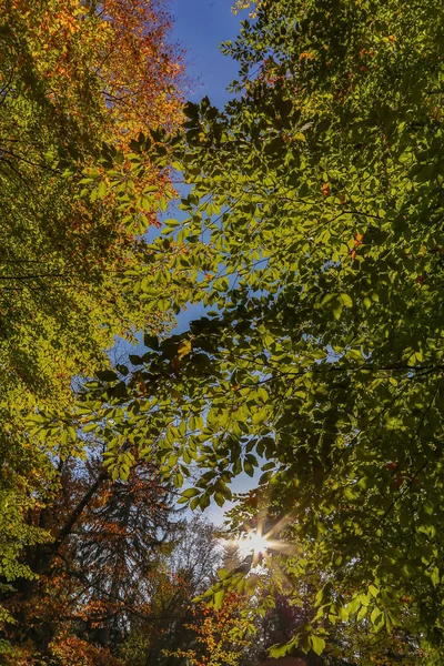森林景観の秋の木の上からの眺め — ストック写真