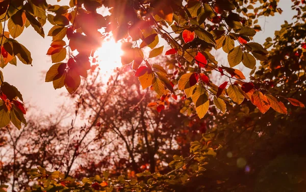 Höstens natur bakgrund — Stockfoto