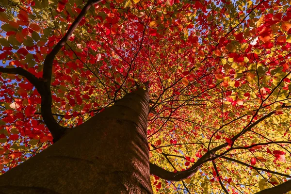 Widok na jesienny wierzchołek drzewa w krajobrazie lasu Obrazy Stockowe bez tantiem