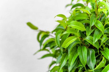 Ficus ginseng, İncir cinsinde bitkisel bitki türü. Ficus izole edilmiş, beyaz arkaplanda.