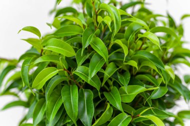 Ficus ginseng, İncir cinsinde bitkisel bitki türü. Ficus izole edilmiş, beyaz arkaplanda.