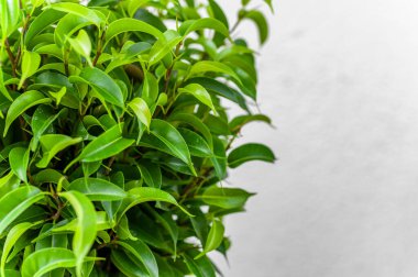 Ficus ginseng, İncir cinsinde bitkisel bitki türü. Ficus izole edilmiş, beyaz arkaplanda.