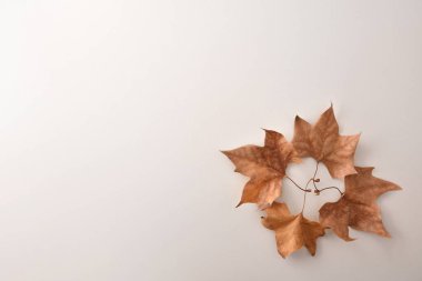 Sonbahar arkaplanı, beyaz masanın köşesinde kuru platanus yapraklarıyla çember oluşturmuş. Üst görünüm