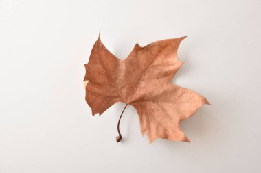 Beyaz masa üzerinde kuru kahverengi platanus yaprağı olan bir arka plan. Üst görünüm