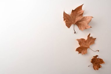 Arka planda beyaz masada üç kuru kahverengi platanus yaprağı var. Üst görünüm