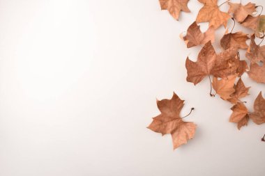 Kurumuş platanus grubu beyaz bir masada bir köşede ayrılıyor. Üst görünüm