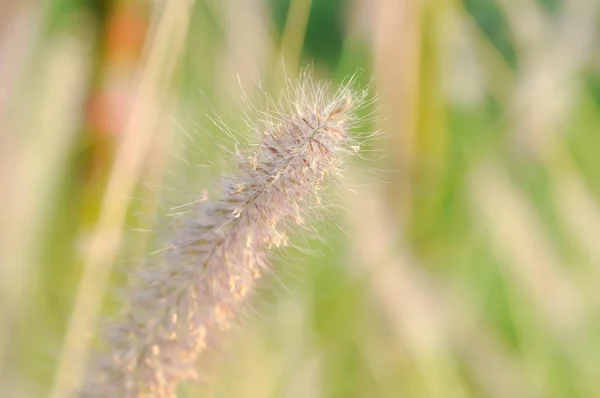 Pennisetum Polystachyon Schult Oder Grasblume — Stockfoto