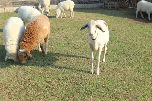 Weiße Schafe Oder Lämmer Auf Dem Feld — Stockfoto