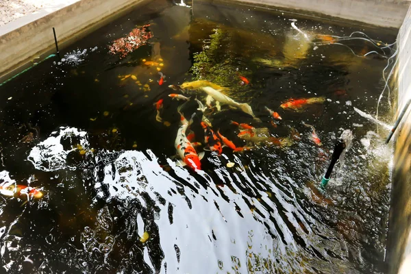 carp or fish in the fish pond