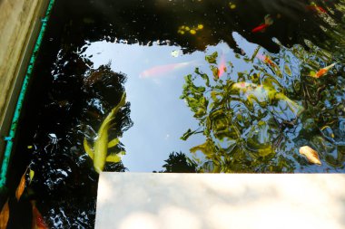 sazan veya balık pond balık