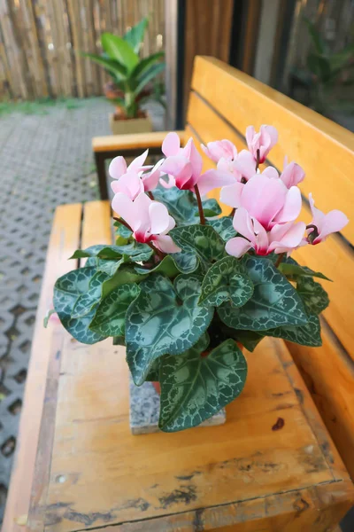 Cyclamen Cyclamen Flower Garden — Stock Photo, Image