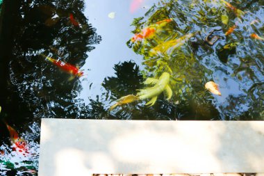 sazan veya balık pond balık