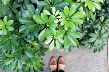 Schefflera actinophylla veya bahçe şemsiye ağacı