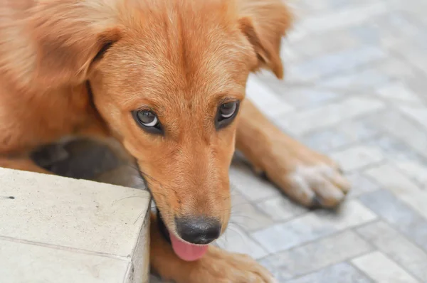 Yerdeki Kahverengi Köpek — Stok fotoğraf