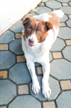 kahverengi ve beyaz köpek ya da yerde melez köpek
