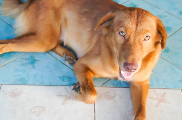 Kahverengi Köpek Yerde Melez Köpek — Stok fotoğraf