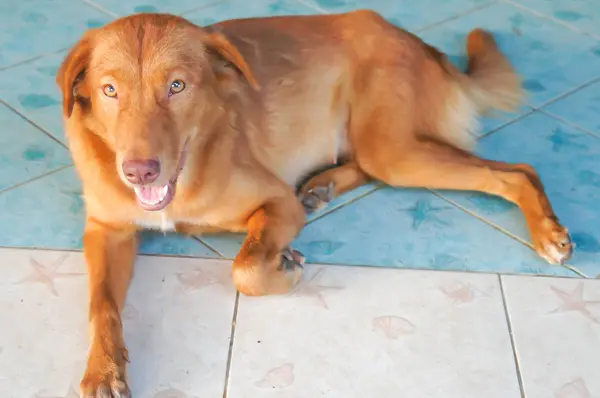Bruine Hond Mesties Hond Verdieping — Stockfoto