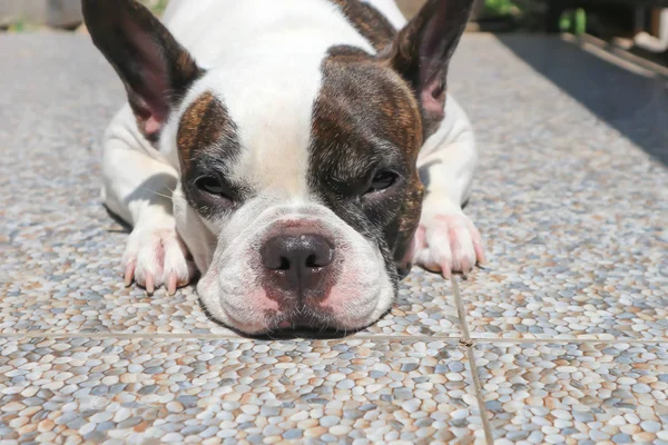 Schläfrige Französische Bulldogge Auf Dem Boden — Stockfoto