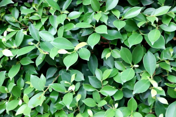 Banyan Tree Ficus Annulata Ficus Bengalensis — Fotografia de Stock