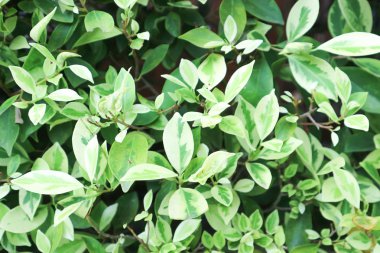 Ficus benjamina veya alay incir bitki