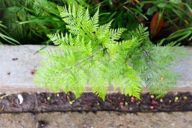 Selaginella ya da fern bitki